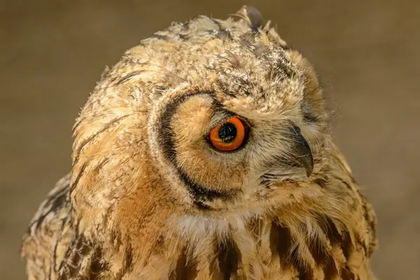 Coruja em close, com olhos alaranjados